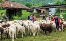 广东山羊养殖招聘？为何山羊养殖在广东这么受欢迎？