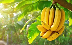 三年级作文金黄的香蕉如何巧妙构思与描写？