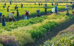 中药药材种植行业，招聘大量人员，为何人才短缺成难题？