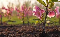 桃树生长全过程揭秘，从播种到结果，这些细节你了解吗？