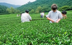 杭州品道茶叶有限公司的茶叶品质如何保证?