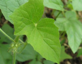 路德生物环保科技股份有限公司在2024年的表现如何？
