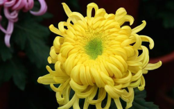 网盘资源如何安全存储？总受护菊技巧有哪些？