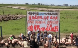 驻马店养猪场饲养员招聘，待遇优厚？驻马店养殖人员缺口大，你准备好了吗？