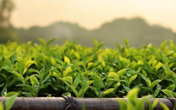 湘丰茶业有限公司的茶叶品质怎么样？